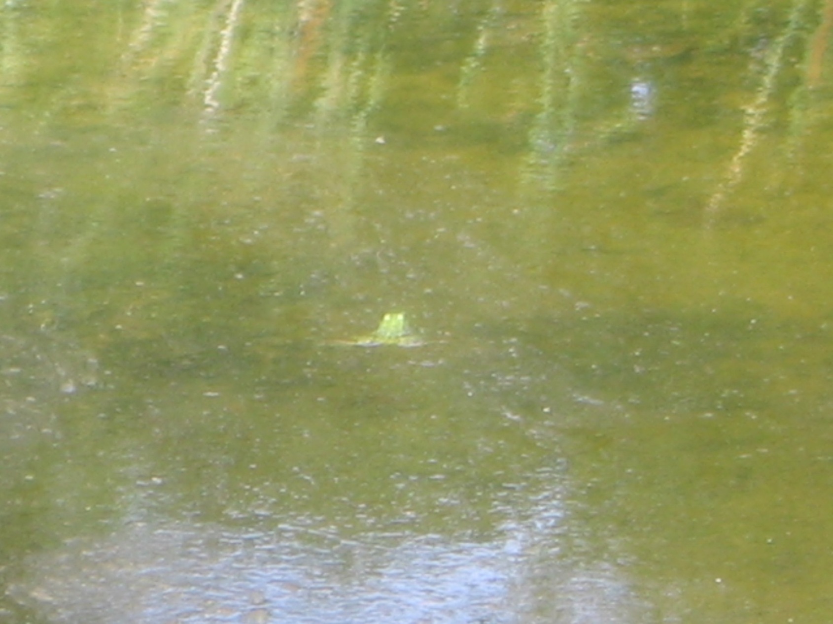 Neometamorfosato di quest''anno??? Pelophylax sp.